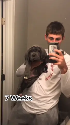 She gonna be a big girl🥺 #fyp #neapolitanmastiff #Boo #puppy #growingup