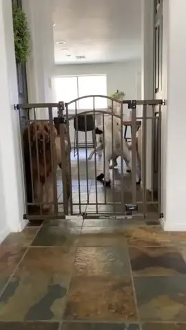 Teach us ur ways hop daddy (ig: thatgoldendoodle) #fyp #Boo #animals #FootlongShuffle #dogs
