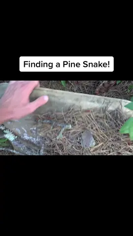 Check out this pine snake I found this summer! These are rare due to habitat destruction and collection! #snakes #herping #animals #reptiles #wildlife