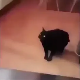 Baba Boi #Bababoi #Meme