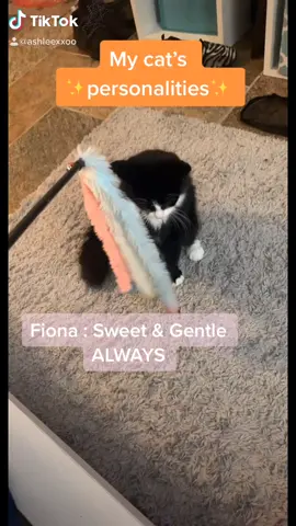 Both always lovable tho🥰✨ #catmom #tiktokpets #catsoftiktok #babies #kitten #cat #meow #fyp #foryoupage #foryou #funny #Boo #BBMAs