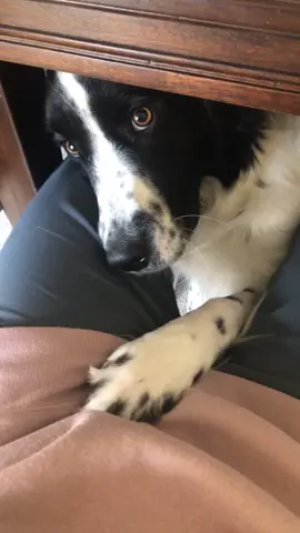 dogs be dogs #dogsoftiktok