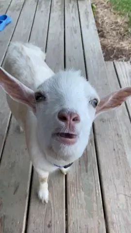 Daily talks with Ozzy, he’s the best communicator! #goatsoftiktok #goat #ozzysoscopades #justtalking #whatwasthat