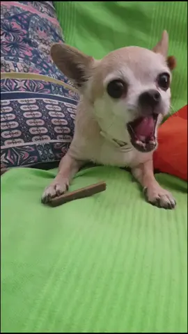 En serio?? #what? #ohmygooud #babydogie #funny #funnydogsvideos #fyp #foryou #parati