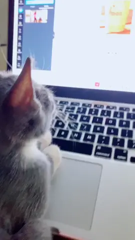 My little tech girl 😻 #laptopcat
