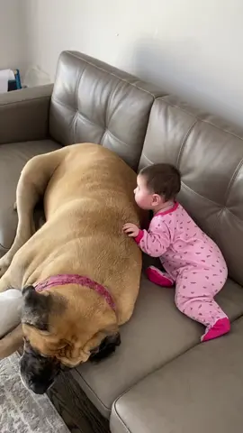 #mastiff #englishmastiff #babiesoftiktok #dogsoftiktok