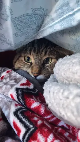 he built himself a fort . #manx #manxcat #kitty #cat #sweetlilman #myson #fyp #foryou