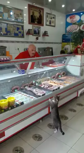 DÜNYADA SEVGİ KAZANACAK #hayvansever #animalchallenge #animallove #keşfett #keşfet #hayvansevgisi #hayvanlar #kedi #kedicik #kittylove #kittycat #cat