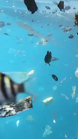 Marine life deserve to live in a plastic-free ocean. 🐠 #4ocean #plasticpollution #EduTok