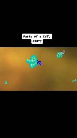 tagalog version ng parts of a cell. follow for more. #pinoybiology #tagalog #partsofacell #biology