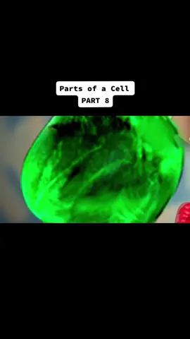 tagalog version ng parts of a cell part 8. #biology #partsofacell #tagalog #pinoybiology #pinoy #rihanna #mitochondria