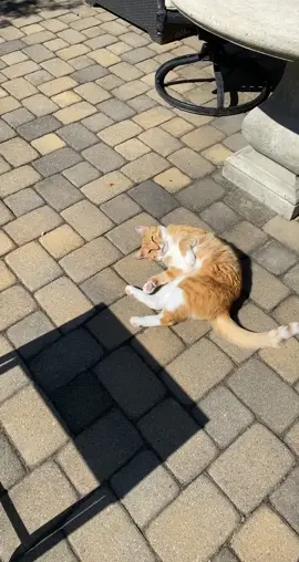 hehe i love him #fyp #foryou #catsoftiktok #cat #ProblemSolved