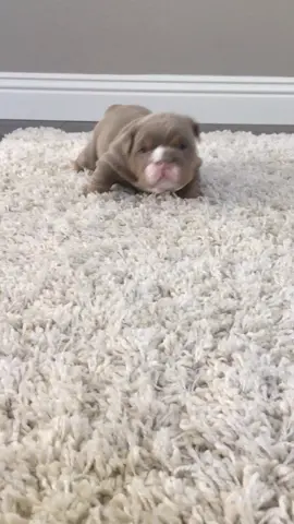#petthings #animalsdoingthings #doggyanthem #PetsOfTikTok #bulldog #englishbulldog #fyp #puppies #puppiesoftiktok #PetsOfTikTok