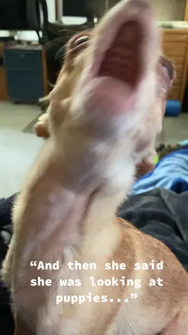#fyp #foryourpage #dog #boy #Love #chihuahua #scream #challenge #duet @littlesbigworld DUET ANYONE? LOL AAAAAGH 3 A.M. AND THIS IS WHAT I GET... ❤️