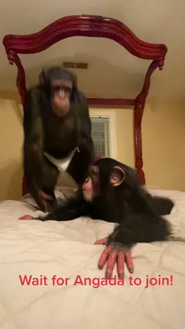 Sugriva and Angada the @chimpbrothers from @myrtlebeachsafari jump around.