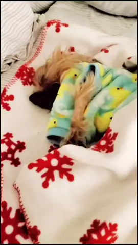 Terrible Tuesday #fyp #fy #foryou #tiktokdogs #bed #dogsonwheels #grumpydog