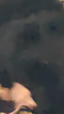 this dog was eating cardboard