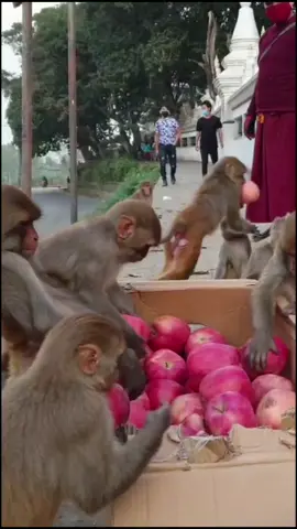 feeding fuji apple to the wild monkey #monkey  #gift_of_nature  #giftofnature #monkeyfeeding #apple #monkeylover #animallover