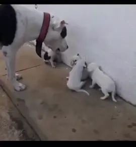 #Fyp #Asta  los #animalitos  tienen #reglas  !! Miren este tremendo ejemplo un perro regañando al cachorro 🐶 #parati #foryou