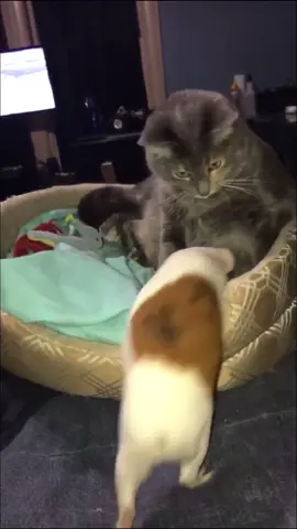 Accurate through to from my cat 😂 #cats #guineapigs #funnypets #iowa