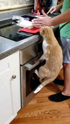 Sneaky boi 😹 [Part 1] #badcat #sneakycat #catvideo #funnycat #catsbeingjerks #catsbeingbad #catsoftiktok #cat #catstealingfood