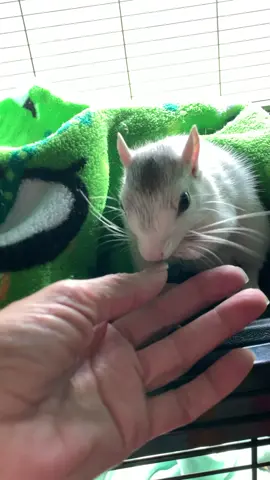 He’s the sweetest little unicorn 🦄 #fyp #squirrels #whitesquirrel #sweetest #cutest