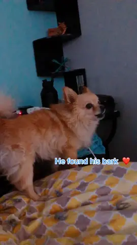 It’s the snort at the end for me 😂 #scruffy #rescuedog #dogsoftiktok #update #fyp