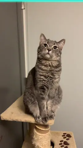 #TimeWarpScan Here’s Lily sitting up in case there was any doubt 😏 #catsoftiktok #animalfriends #meetmypet #catperson