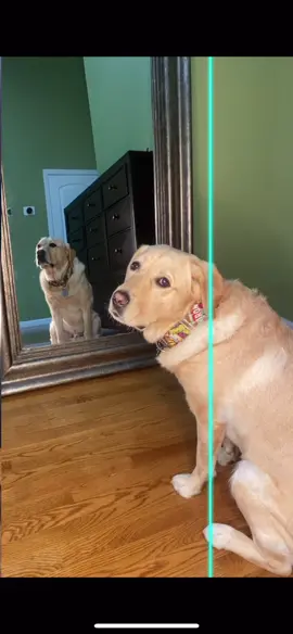 Magnus is like still like a statue. #TimeWarpScan #timewarp #dog #magnusthetherapydog #labrador #dogontiktok #tiktokdog