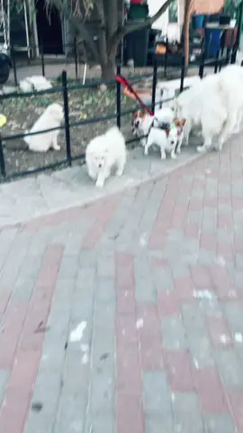 Когда-то и в нашем доме будет такое счастье, а пока тискаю чужие облачка, какие же они сладкие 🥰🥰🥰🥰#самоед #собаки #счастьеесть #моямечта