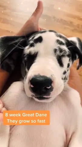 8 weeks and growing fast #greatdanes #greatdane