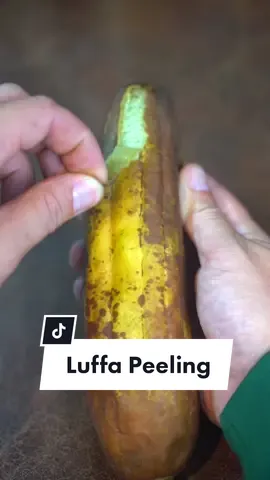 finally peeled my first luffa - a homegrown shower sponge! #garden #LearnOnTikTok #tiktokpartner