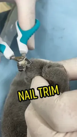 Trimming cats nails #vet #vettech #fyp #fy #catsoftiktok #nails #dayinmylife #petthings #DidYouKnow #cat #pet ￼#xyzbca #satisfying #fact #foryou #like