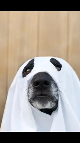 We gave our best shot at the ghost photo shoot! #ghost #ghostphotoshoot #dogghost #ghostchallenge