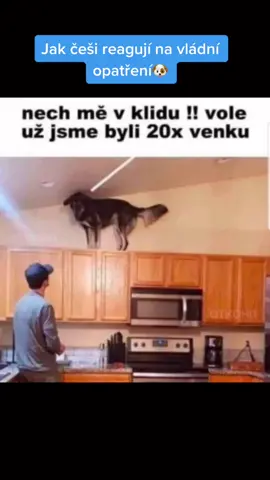 Čechy nepřešel humor ani po nových opatřeních🤣🐶 #cnnprima #funny #fyp #dog #opatreni #babis #prymula #czech
