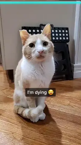 Decided to give this trend a try 😂😂😂 #TimeWarpScan #cat #cats #catsoftiktok #exprESSIEyourself #funny