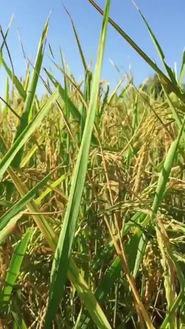 Dhanko bala jhulyo khetaima #dhankobala #nepali #foryou #tiktok #muser #damak #fyp #nepalimuser #slowmo