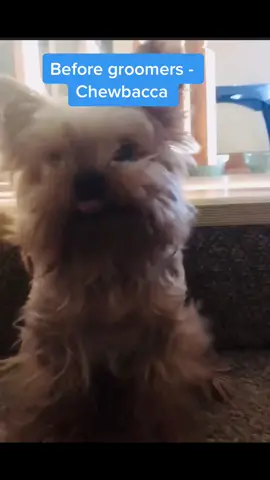 He looks so different 🥰🥰 #yorkie #dogsoftiktok #chewbacca #yoda #furry #fluffy