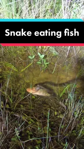 Dinner time in the Everglades #snake #tiktokanimals #dinner #YouWantMore #fyp #foryoupage