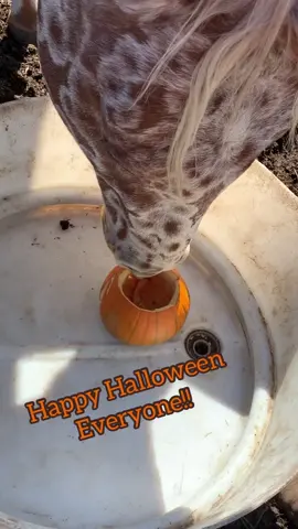 Happy Halloween from wicket!! #appaloosa #appy #aphc #wicket #horse #horses #animal #animals #pumpkin #jackolantern
