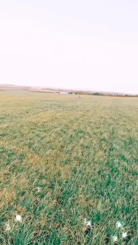 RuNiNg Im RuNnInG Im RuNnInG #fyp #runnin #doggvies