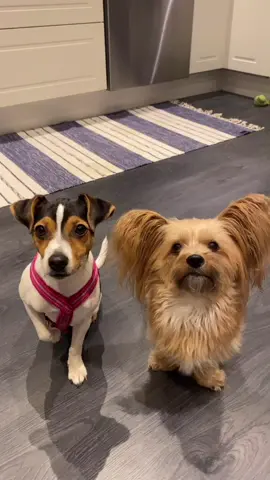Valpen & Novisen