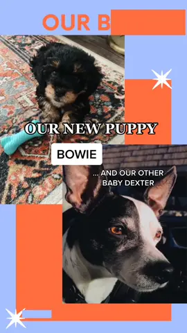 A new addition to our family #puppy #puppylove #adoptdontshop #adopted #puppytiktok #puppystory