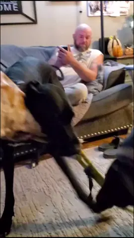 playtime with danes and a #dobies #Dobie #greatdanepuppy #dogsoftiktok #greatdanesoftiktok #puppy #saylormagnolia