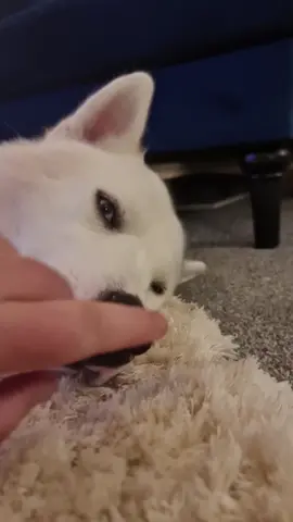 His teeth at the end 😬 😂 #fyp #funny #siberianhusky