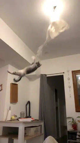 #OhNo #cat #crazy