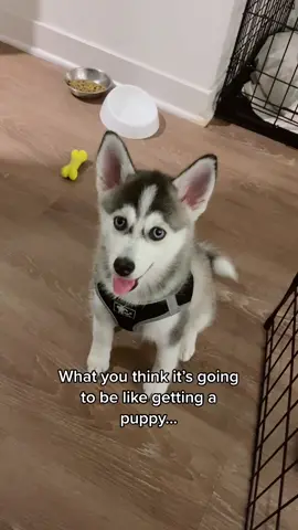 The reality of having a #puppy #MyRecommendation #dogsoftiktok #family #fyp #foryou #foryoupage #tiktok #doggie #puppylove #xyzbca  #funny #viral