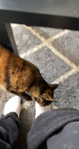 #catsoftiktok