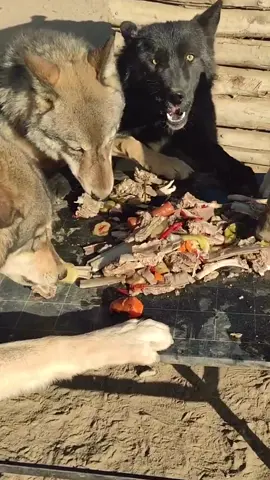 They eat so much🐺😂😂🐺🐺🐺#wofe #foryou #wolf