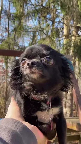 Smol Puddin 😭❤️ #foryou #foryoupage #feature #featureme #pets #dogs #tiktok #FamilyImpression